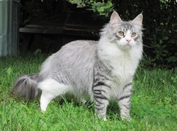 Maine Coon cat picture
