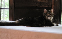 Maine coon cat picture. Our sweet, friendly love. Brown patch tabby. Mid Illini Orange