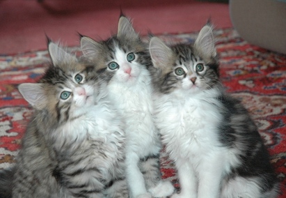 Picture of Maine Coon kittens. Litter from Mia Mine and Indiana Jones on rug.