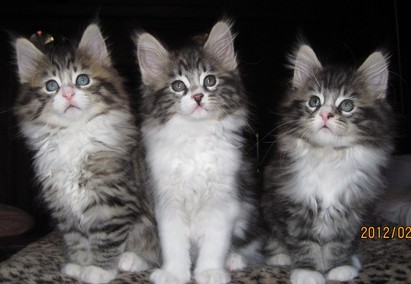 Picture of Maine Coon kittens. Litter from Mia Mine and Indiana Jones on leopard print blanket.