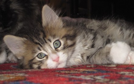 Picture of Thuzzie, our Maine Coon kitten at 6 weeks.