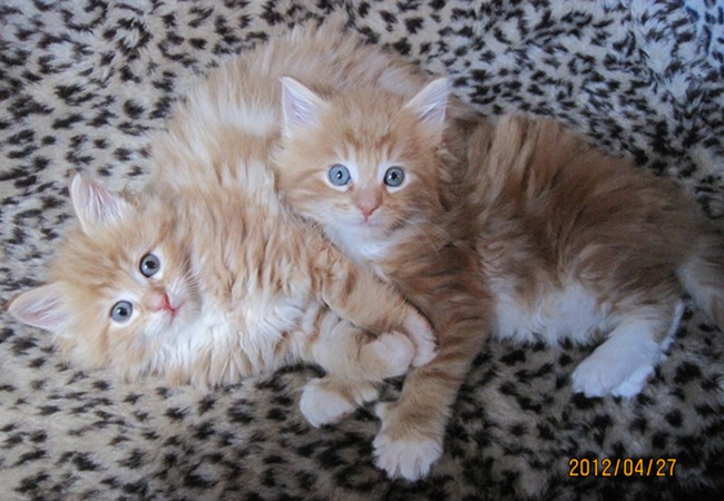 Picture of Maine Coon kitten. Mid Illini Orange Peko's kittens on leopard print blanket.